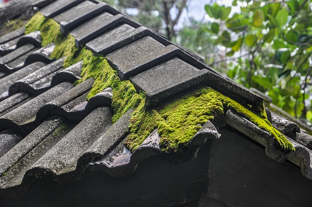 Why Does Your Dublin Home Need Professional Roof Cleaning (Soft Wash Method)?